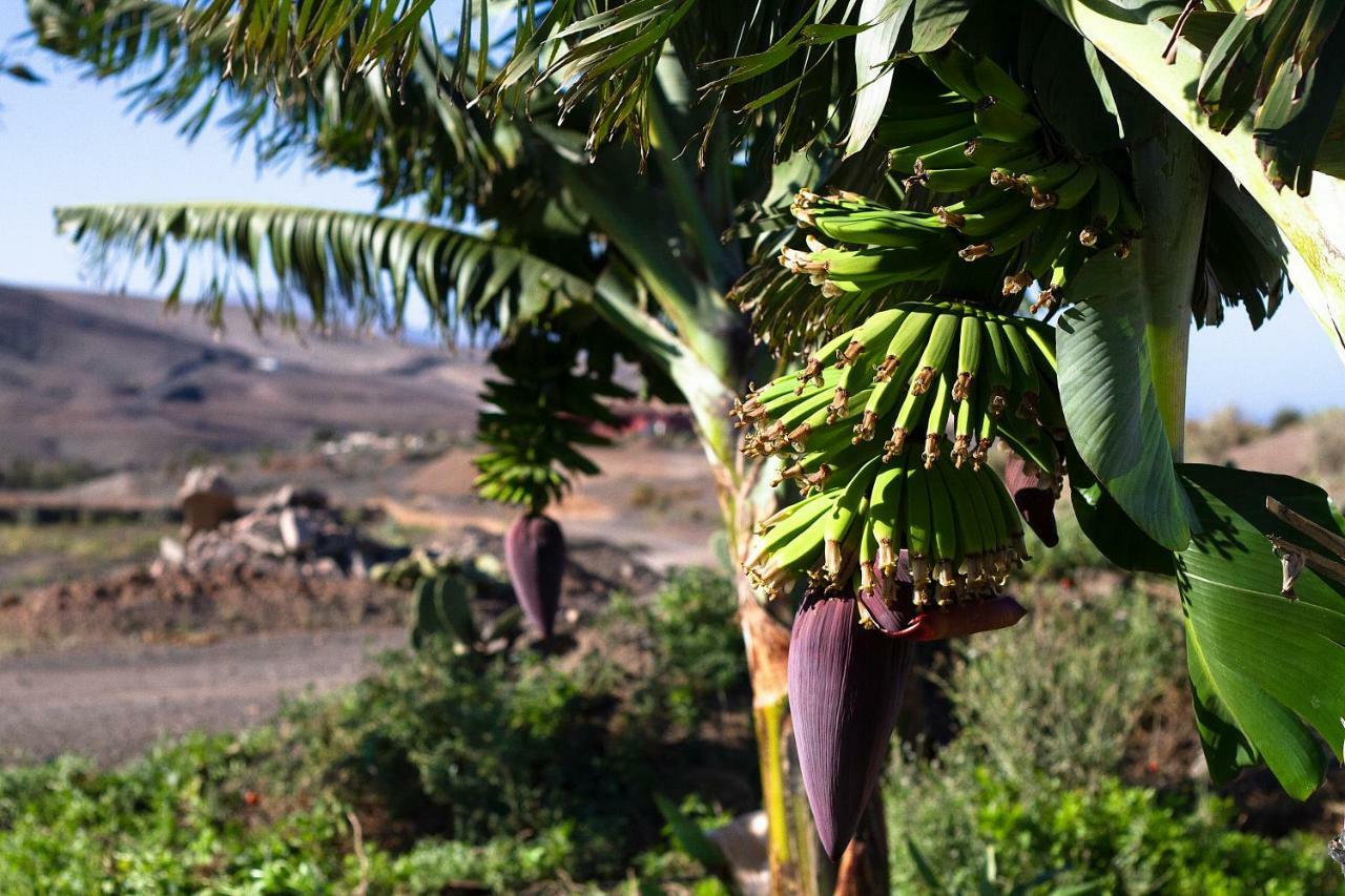 Finca Arbequina Pájara Exterior foto