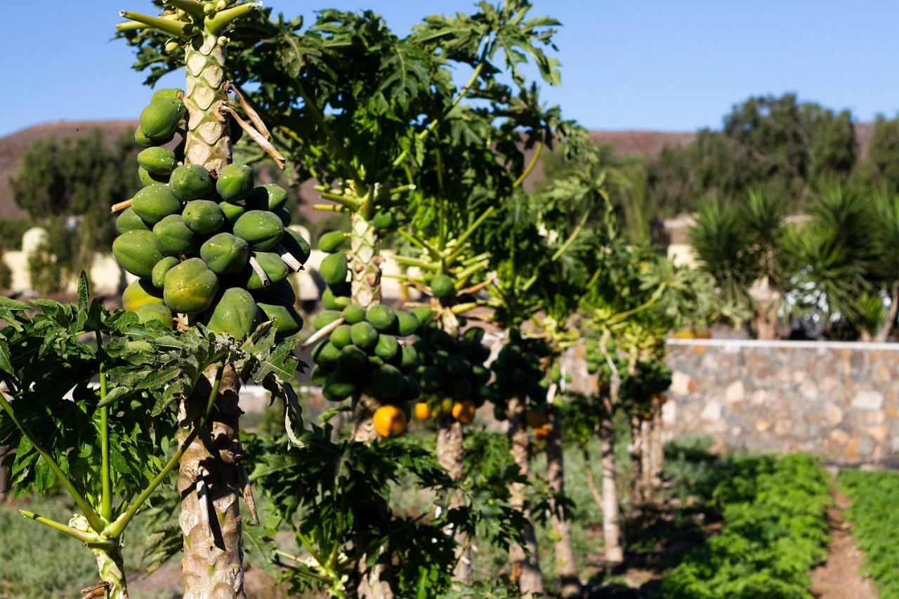 Finca Arbequina Pájara Exterior foto