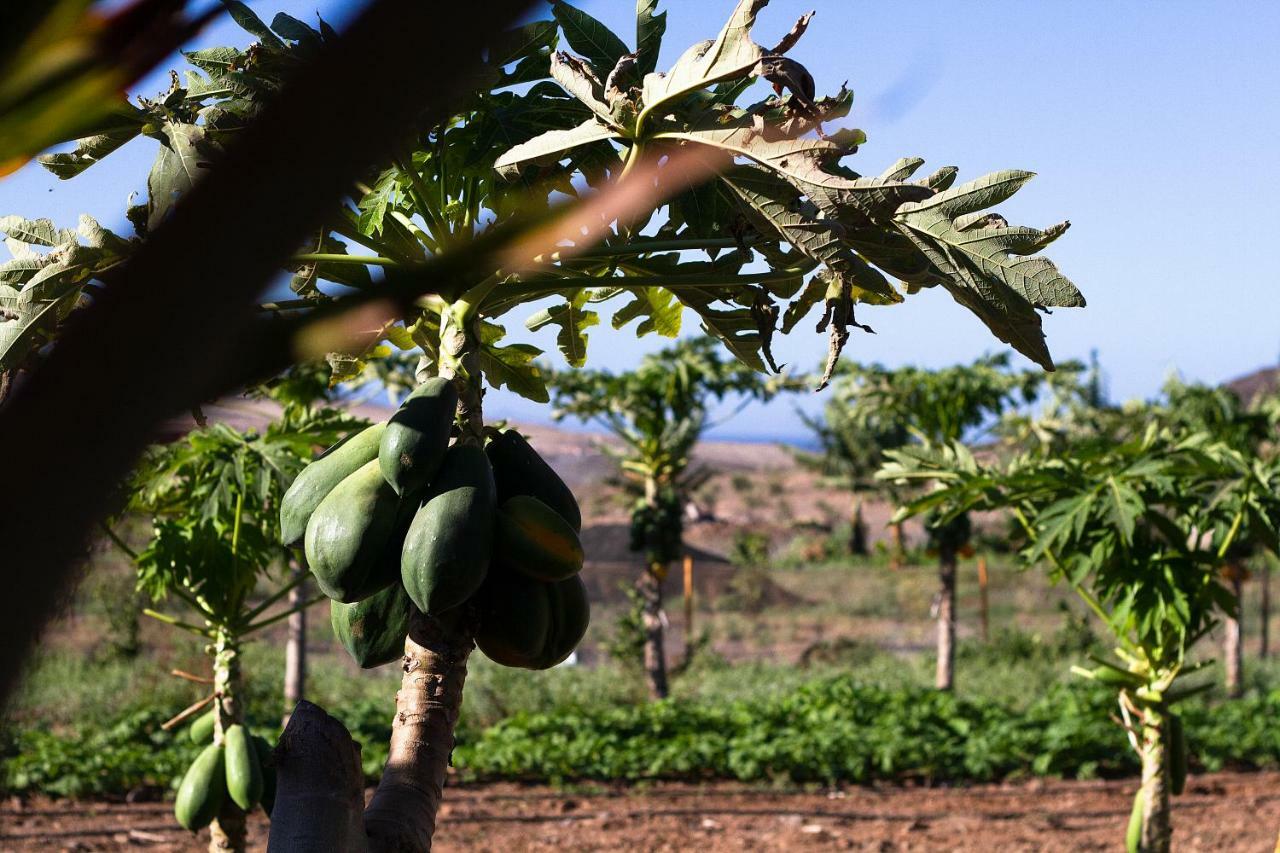 Finca Arbequina Pájara Exterior foto