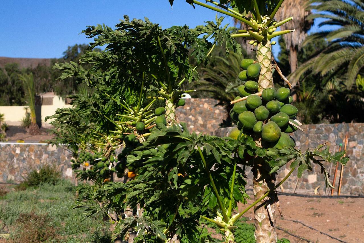 Finca Arbequina Pájara Exterior foto